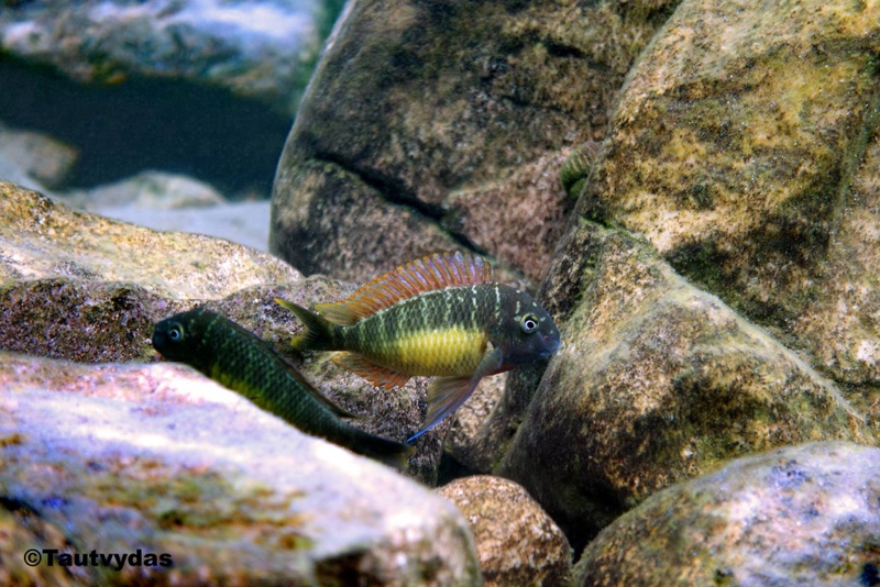Tropheus moorii 'Kambwimba'